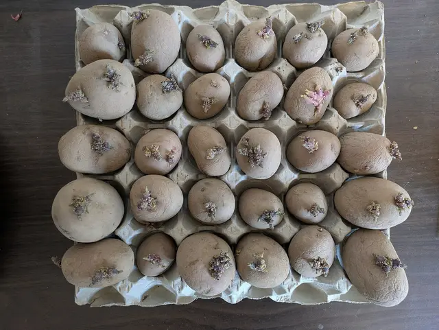 Seed potatoes in an egg tray with short purple sprouts