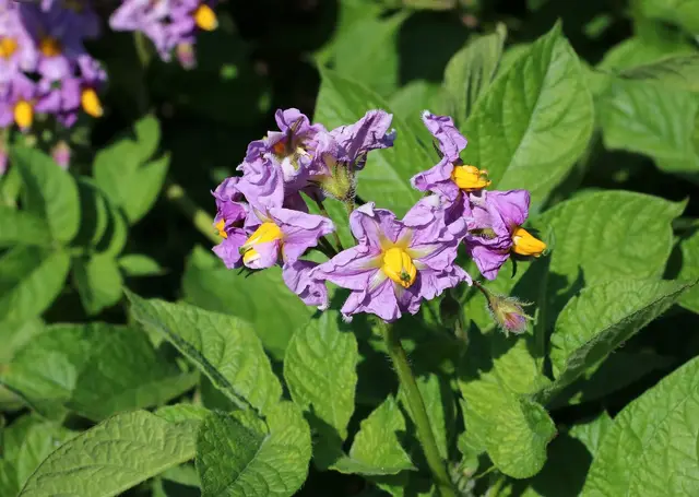Purple potato flowers with yellow centres among green leaves