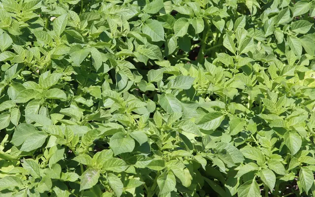 Dense, healthy potato foliage in an allotment bed