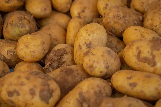 Freshly harvested yellow potatoes with soil still on their skins