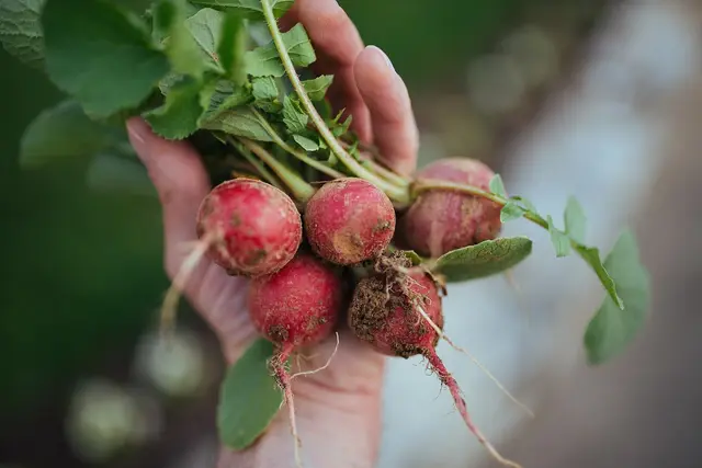 A hand holding a bunch of freshly pulled red radishes with soil on their roots