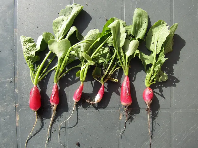Six freshly pulled long red radishes with their leaves, laid out on a board