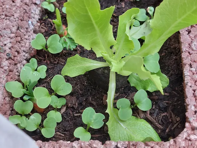 Radish seedlings sown around a young lettuce plant in a raised bed
