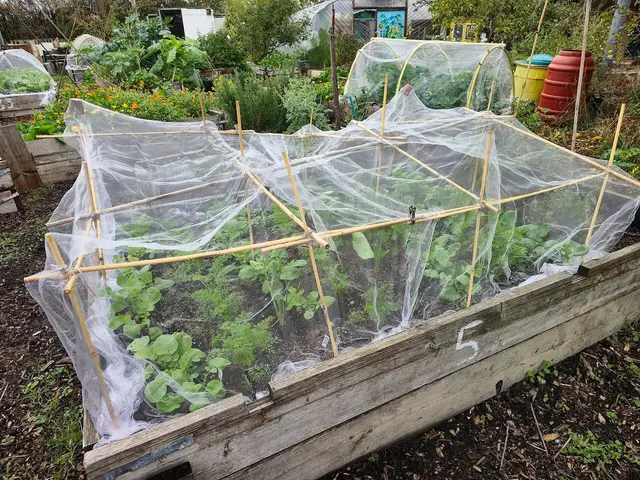 A wooden raised bed with young brassica and radish plants under insect mesh on a cane frame