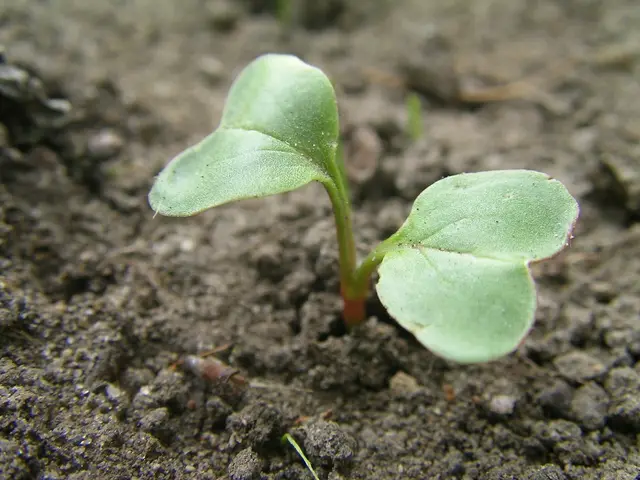A young radish seedling with two heart-shaped seed leaves in bare soil