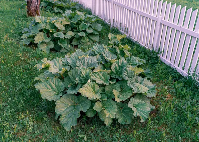 Two large rhubarb clumps growing along a white picket fence
