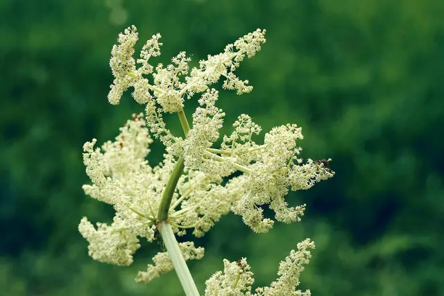 A creamy-white rhubarb flower spike against green foliage