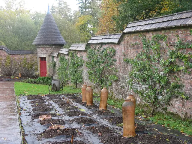 Terracotta rhubarb forcing pots standing in a walled kitchen garden in winter