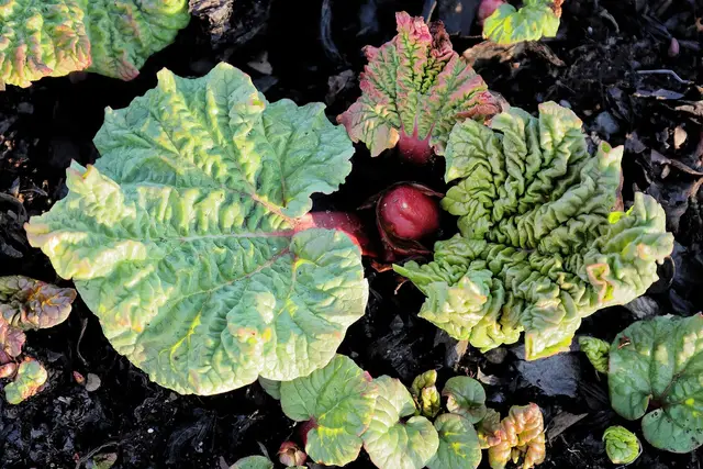 Crinkled young rhubarb leaves and red buds emerging from dark soil in spring