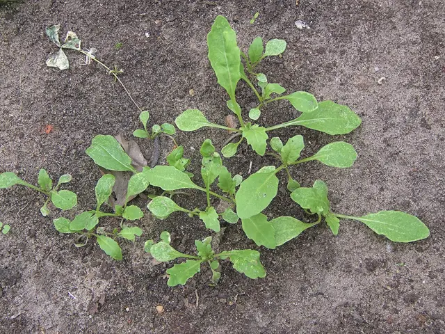 Young wild rocket plants with narrow, deeply lobed leaves