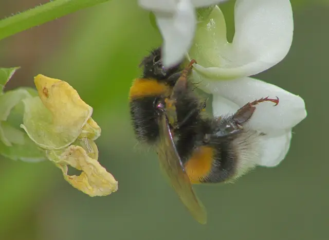 A bumblebee visiting a white runner bean flower