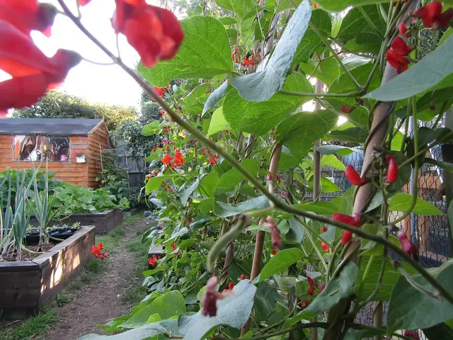 Runner beans in scarlet flower climbing tall canes in a back garden