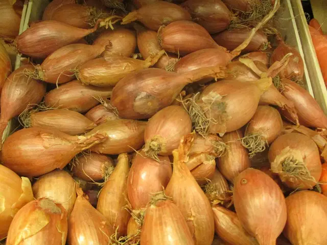 A heap of copper-skinned shallots