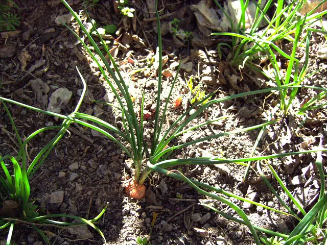 A shallot plant forming a clump of leaves in a vegetable bed