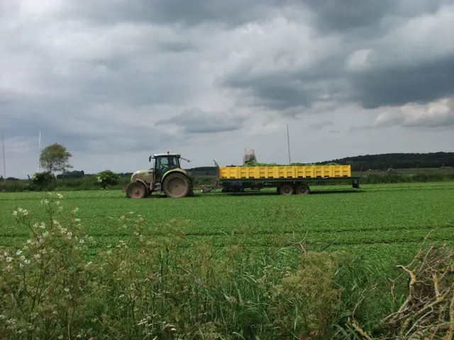 A tractor and trailer harvesting spinach on a farm field