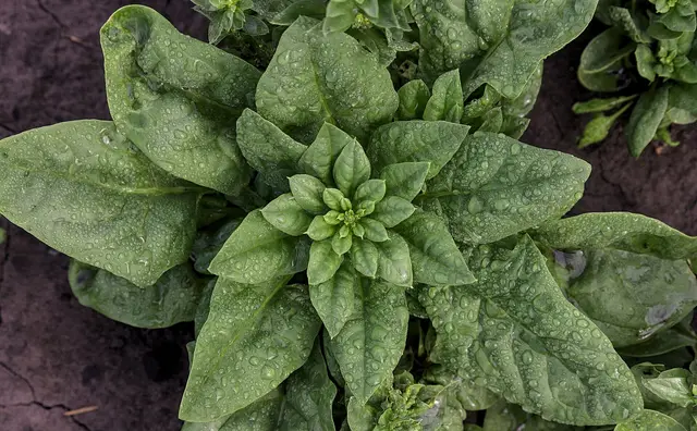 Spinach plants growing in a bed