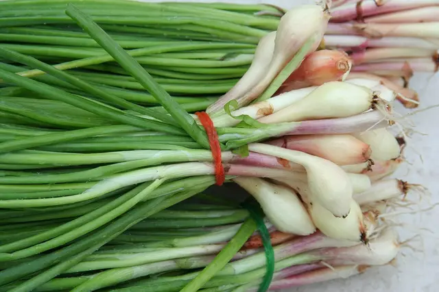 Bunches of freshly pulled spring onions tied with rubber bands