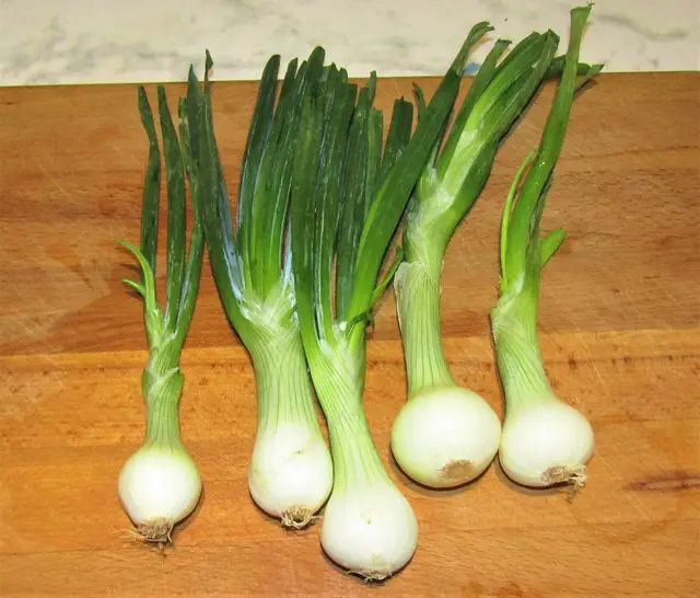 A bunch of home-grown spring onions freshly pulled from the garden