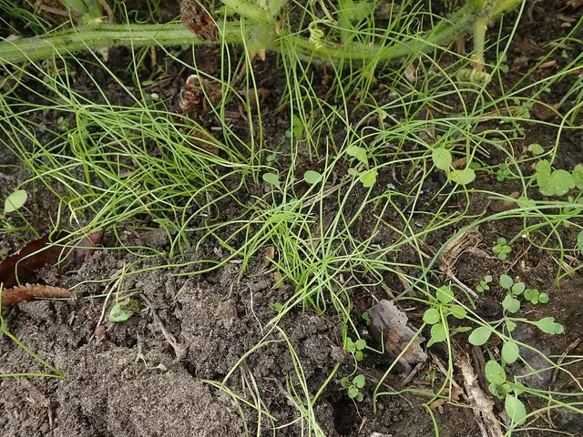 A row of young spring onion seedlings in an allotment bed