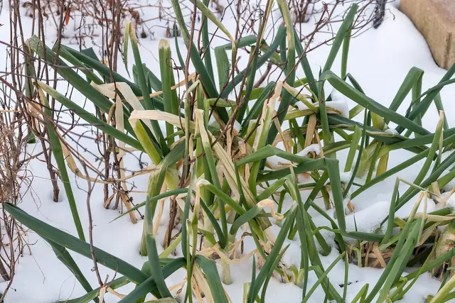 Spring onions standing upright in a snow-covered bed