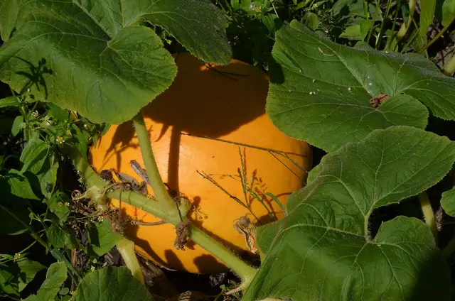An orange pumpkin ripening under large leaves in a community garden
