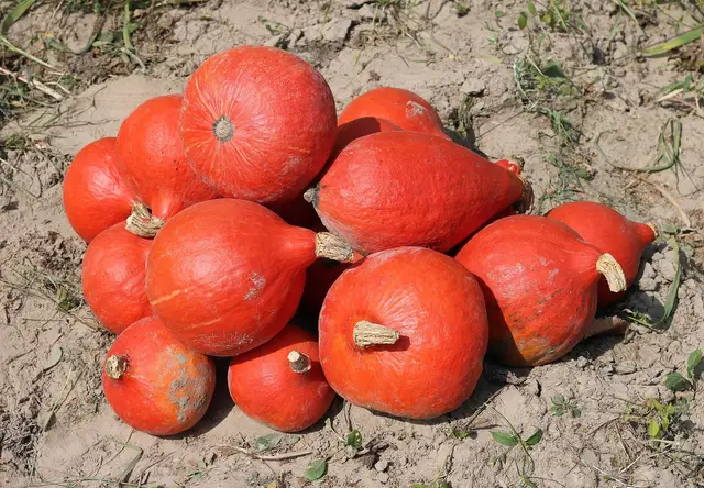 A pile of freshly harvested orange Hokkaido squashes on dry soil