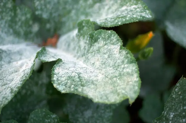 Pumpkin leaves covered in a white coating of powdery mildew