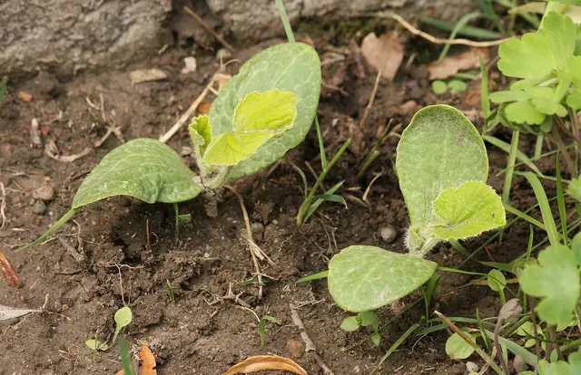 Two young Red Kuri squash seedlings in garden soil