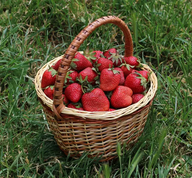 A wicker basket full of freshly picked strawberries on a lawn