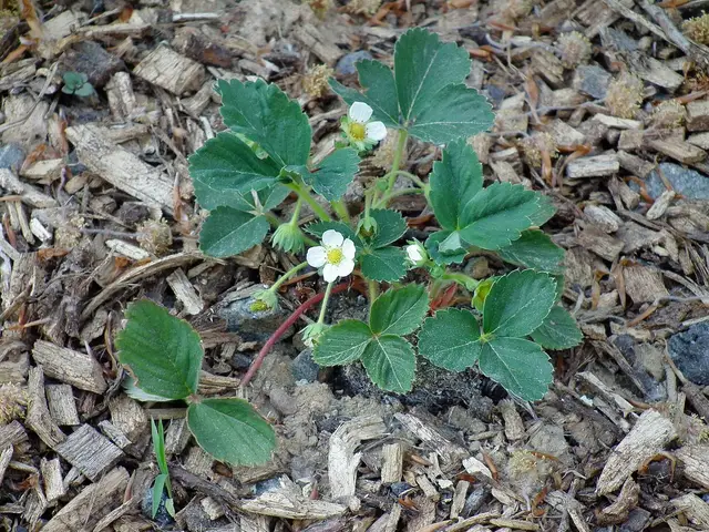 A young flowering strawberry plant in a bark-mulched garden bed