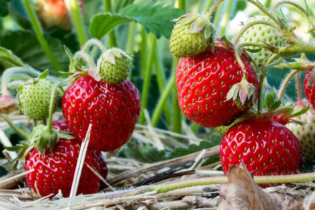 Ripe red strawberries hanging over straw in a strawberry field