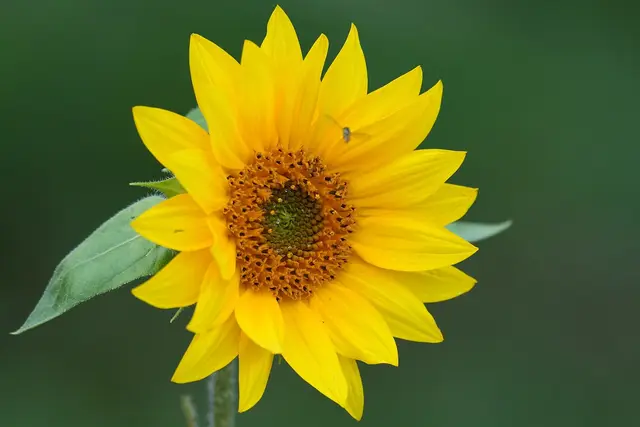 A single yellow sunflower head in full bloom against a green background