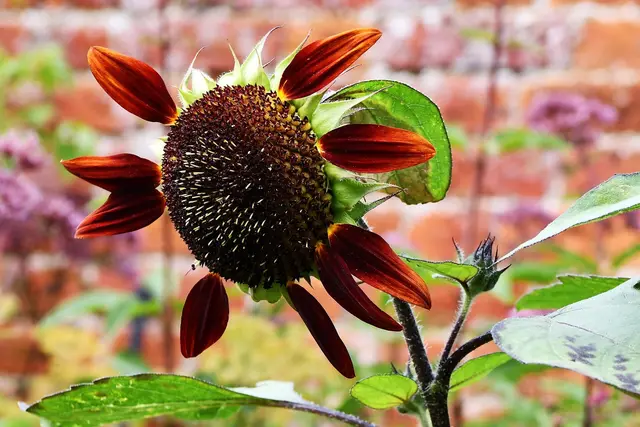 A dark red sunflower in a walled garden