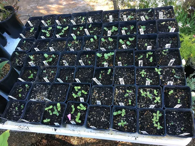 Trays of young sunflower seedlings in pots, ready to plant out