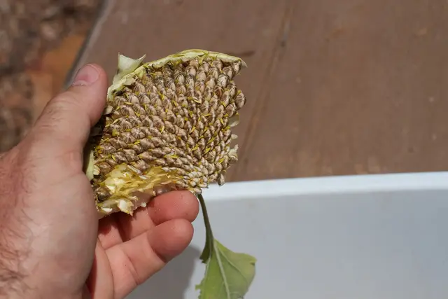 A hand holding a quarter of a dried sunflower head packed with seeds