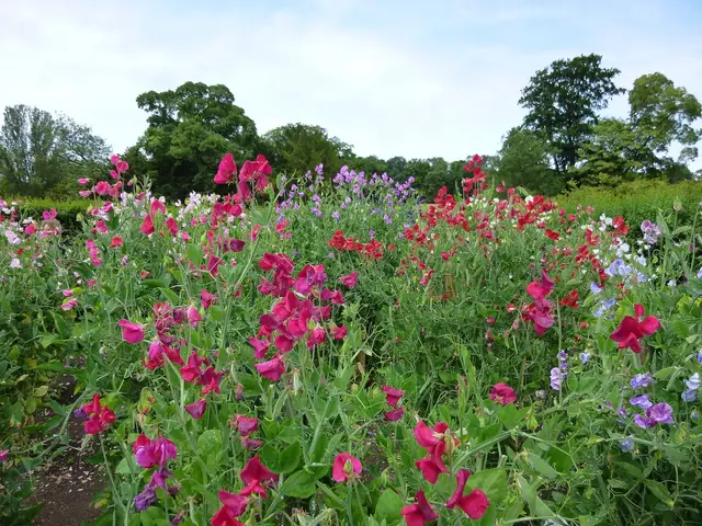 Rows of flowering sweet peas in many colours on tall supports in a walled garden