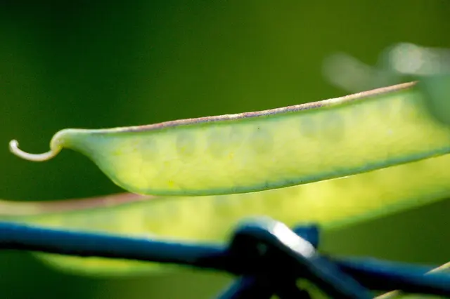 Two young green sweet pea seed pods on the plant