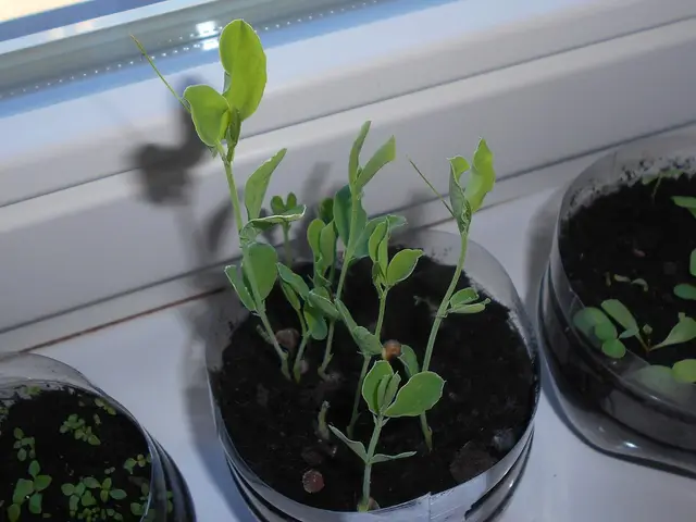 Young sweet pea seedlings in pots on a windowsill