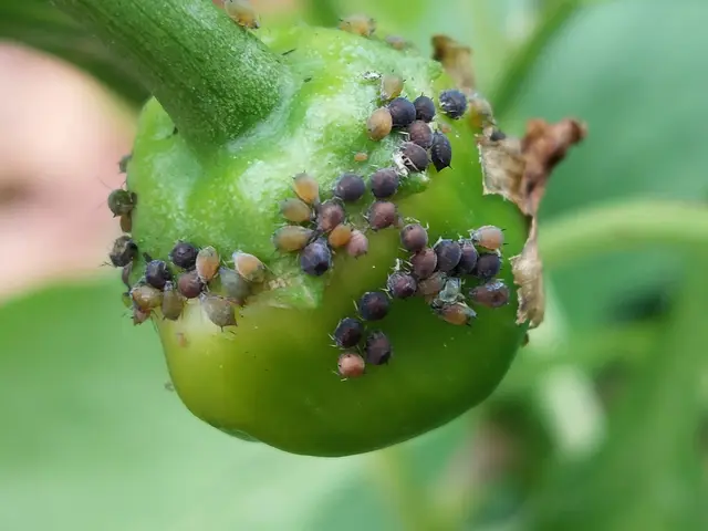 Aphids clustered on a young green pepper fruit