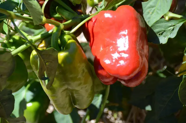 A ripe red bell pepper hanging on the plant between green fruits