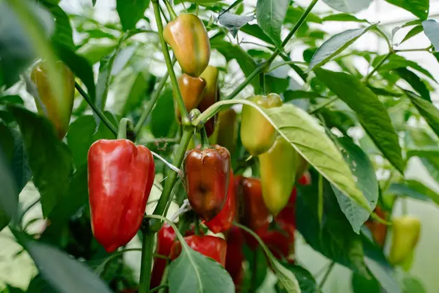 Sweet peppers ripening from green to red on a plant under cover