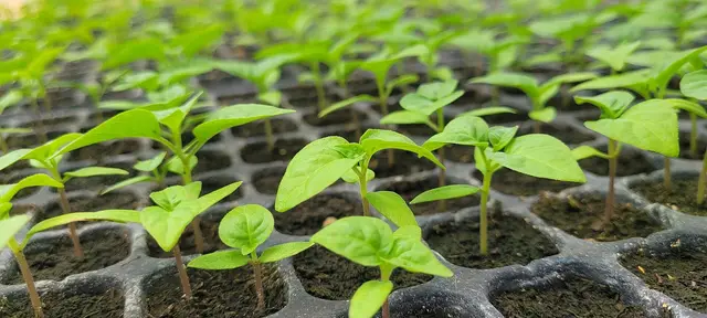Young sweet pepper seedlings in a module tray