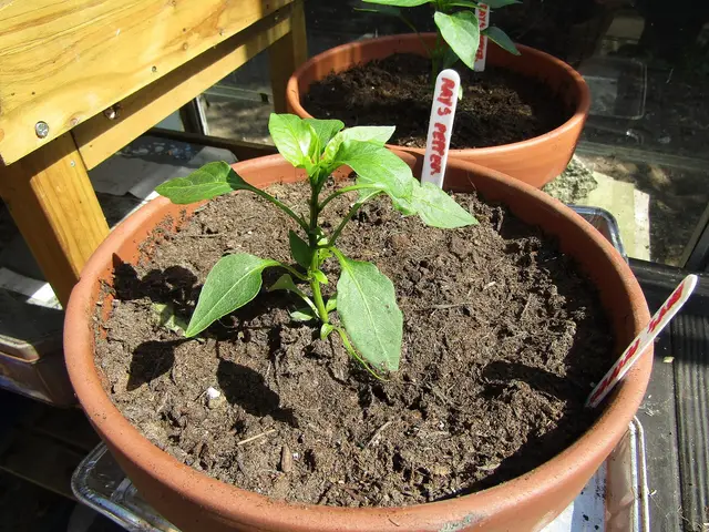 A young sweet pepper plant in a terracotta pot in a greenhouse