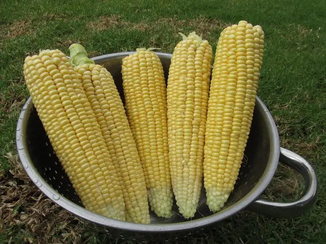 Freshly husked yellow sweetcorn cobs in a metal bowl on a lawn