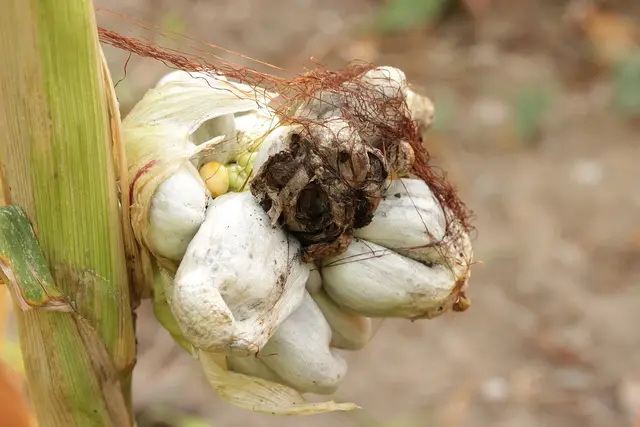 A maize cob swollen with pale grey smut galls, some burst open with black spores