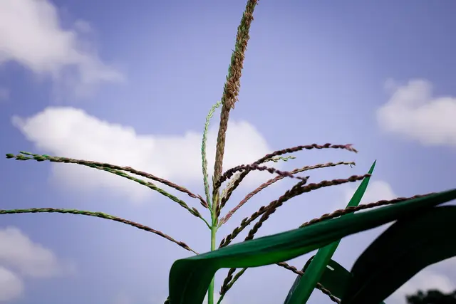 The pollen-bearing tassel at the top of a maize plant against the sky