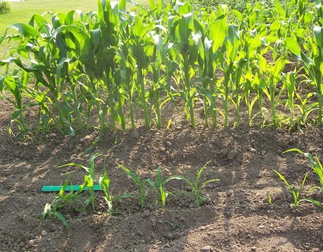 Young sweetcorn plants in rows, with taller plants behind and a ruler for scale