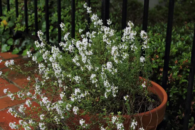 A flowering thyme plant covered in small white-pink flowers, growing in a terracotta pot