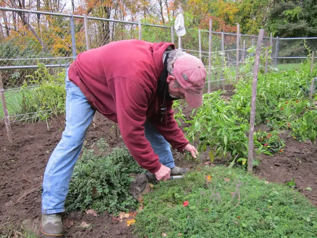 A gardener cutting thyme sprigs from a low clump in an autumn vegetable garden