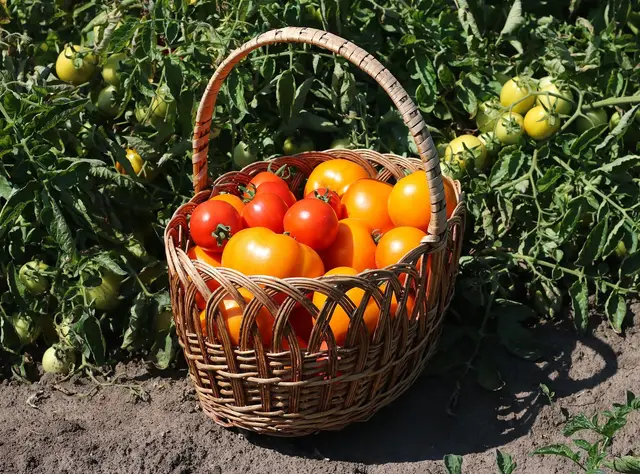 A wicker basket of ripe red and orange tomatoes on the soil in front of tomato plants